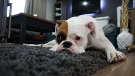 Enseñarlos a que se queden solos en casa necesita de un entrenamiento casero muy sencillo.