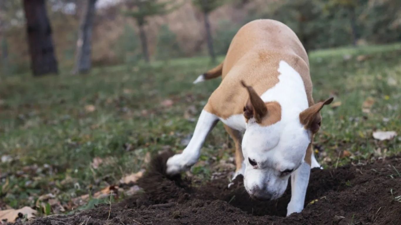 Privación Amante borgoña Weekend | Por qué a los perros les encanta enterrar huesos y cosas