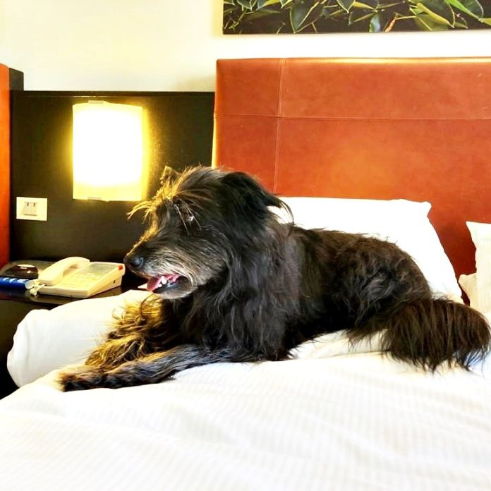 se permiten perros en las habitaciones del hotel