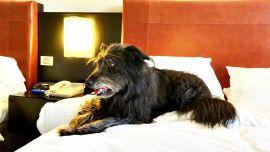 Hilton Buenos Aires, como hotel pet friendly, tiene un programa que se llama Very Important Pets, en el que con ciertos recaudos perros y gatos participan de las actividades de sus dueños.