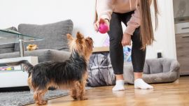 La mascota es un buen compañero para los humanos y así lo demostraron la cantidad de adopciones en cuarentena.