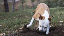 El acto de enterrar huesos es un tipo de almacenamiento de alimentos.