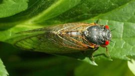 Estos ruidosos y dañinos insectos duran 17 años en estado de ninfas, bajo tierra.
