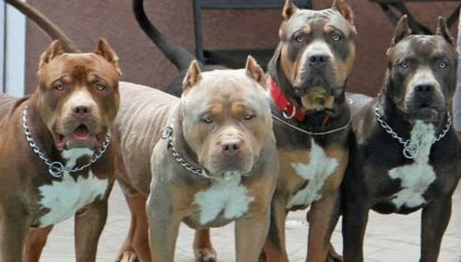 El pitbull es una de las razas con peor fama.