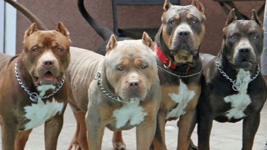 El pitbull es una de las razas con peor fama.