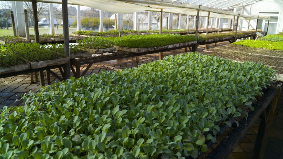 Argentina cuenta con 1.700 productores orgánicos.