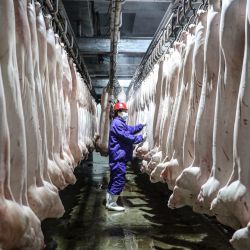 Esta foto muestra a un empleado trabajando en una línea de producción de carne de cerdo en una fábrica de alimentos en Shenyang, en la provincia de Shenyang, en el noreste de China, mientras las autoridades implementan medidas para garantizar un suministro de carne adecuado para el próximo Festival de Primavera. | Foto:STR / AFP