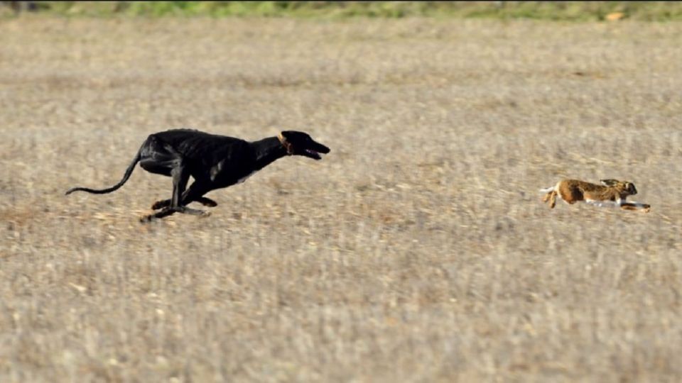 Proponen eliminar la caza con perros