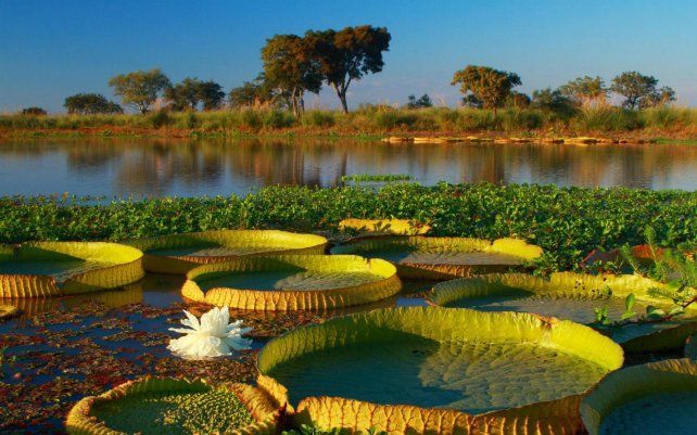 Delta del Paraná: ampliarán el Parque Nacional Islas de Santa Fe