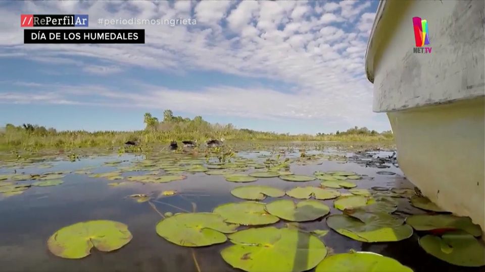 Preocupación por la extinción de los humedales