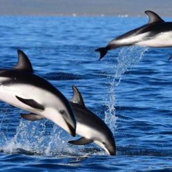 Los delfines se convirtieron en el mayor atractivo turístico de estos días.