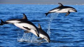 Los delfines se convirtieron en el mayor atractivo turístico de estos días.