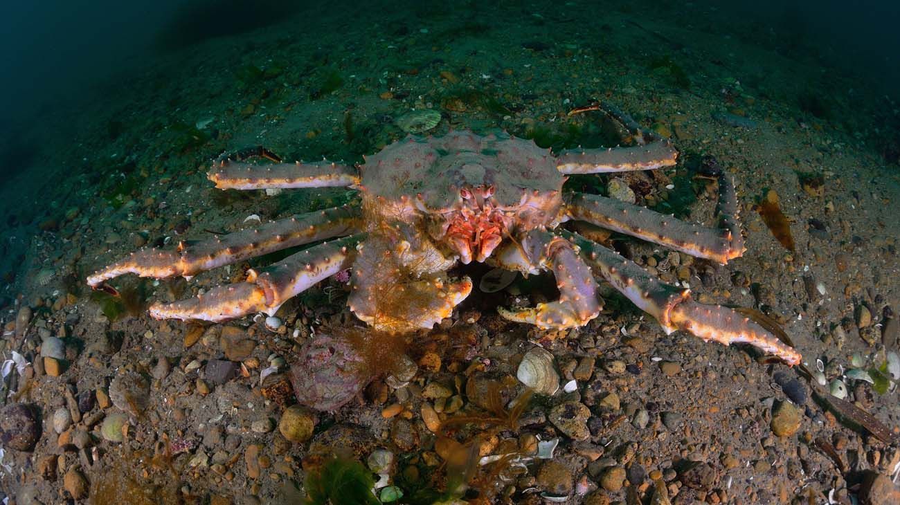 Cangrejo de Kamchatka.