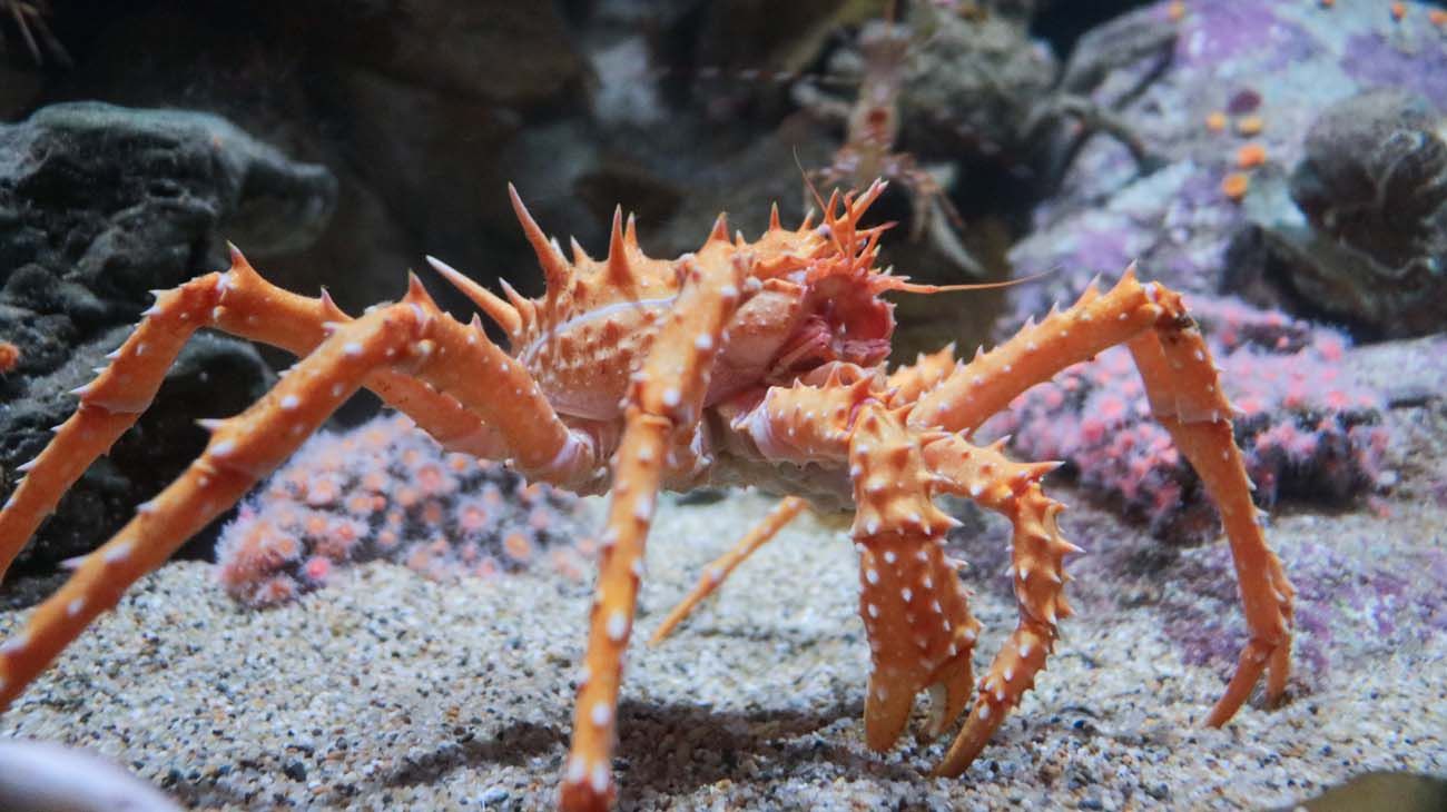 Cangrejo de Kamchatka.