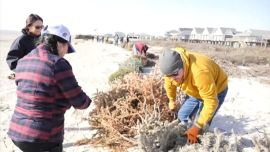 Las dunas de Surfside Beach ya han perdido más de 1,50 cm. de altura por la erosión de la playa y los fenómenos climáticos.