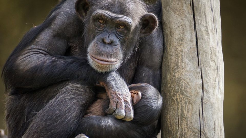 chimpances sierra leona