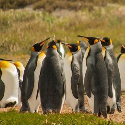 La Global Penguin Society lidera una iniciativa para crear 13 millones de hectáreas de áreas terrestres y marinas protegidas en Sudamérica. 