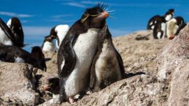 Global Penguin Society recibe el apoyo de Disney para reafirmar su labor conservacionista