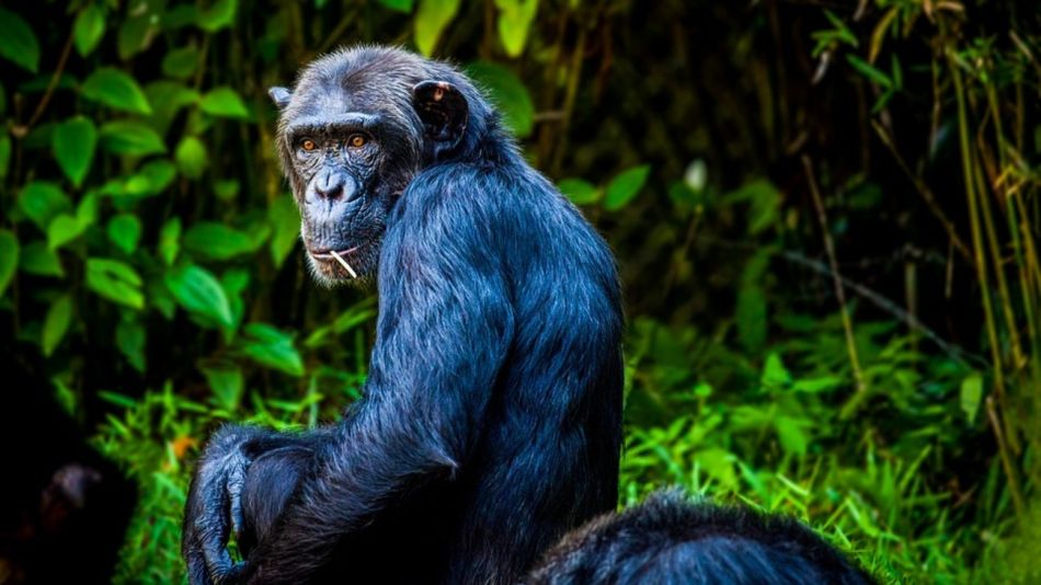 chimpances sierra leona