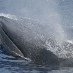 Los rorcuales son relativamente pequeñas comparadas con otras especies de ballenas.