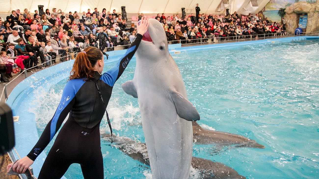 ballena blanca Hvaldimir NORUEGA