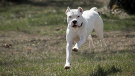 El dogo argentino fue creado por el médico argentino Antonio Nores Martínez con la idea de conseguir el perro de caza perfecto para las especies que entonces abundaban en el país.
