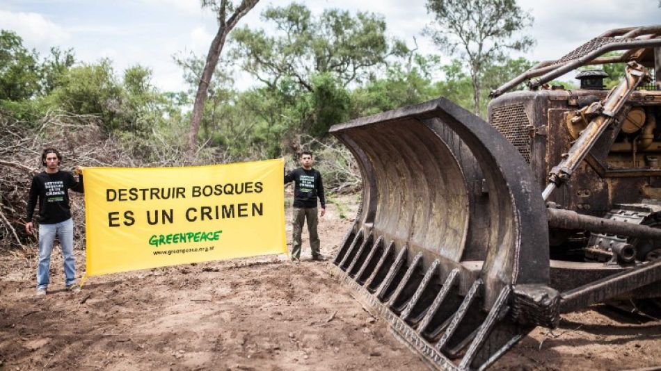 Greenpeace bosques
