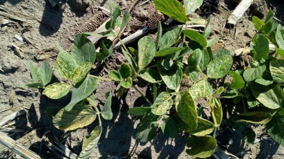 Cultivo de soja manchado.