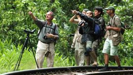 Durante los cuatro días, cada participante podrá observar y contar las aves silvestres de su jardín, balcón, terraza o plaza más cercana.