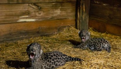 Los dos cachorros serán criados por su madre en enormes corrales en El Impenetrable chaqueño y sin contacto con la especie humana.