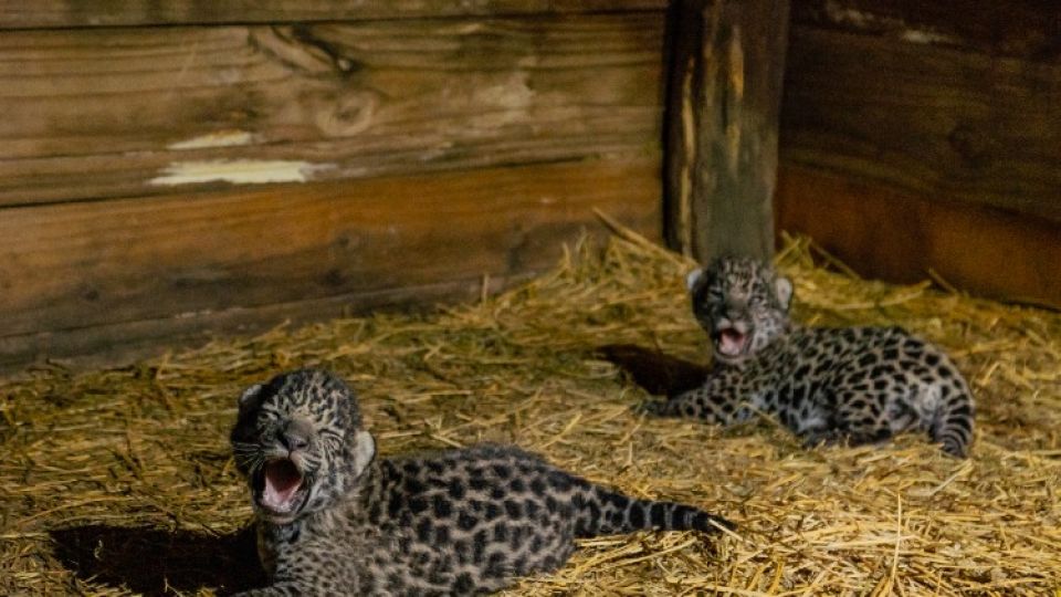Los dos cachorros serán criados por su madre en enormes corrales en El Impenetrable chaqueño y sin contacto con la especie humana.
