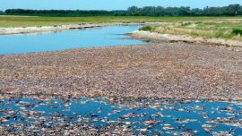 La eclosión más grande está en Mar Chiquita. Hay una importante mortandad de peces.