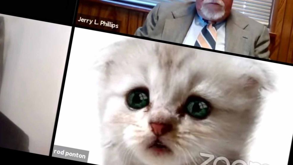 Abogado usa un filtro de gato en una audiencia por Zoom