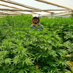 Facundo Garretón en uno de los cultivos de cannabis que administra en Uruguay | Foto:CEDOC