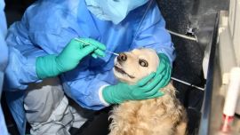 La cocker spaniel tiene 8 años y su dueño había dado positivo de Covid-19 en enero. ñonaielo