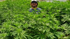 Facundo Garretón en uno de los cultivos de cannabis que administra en Uruguay