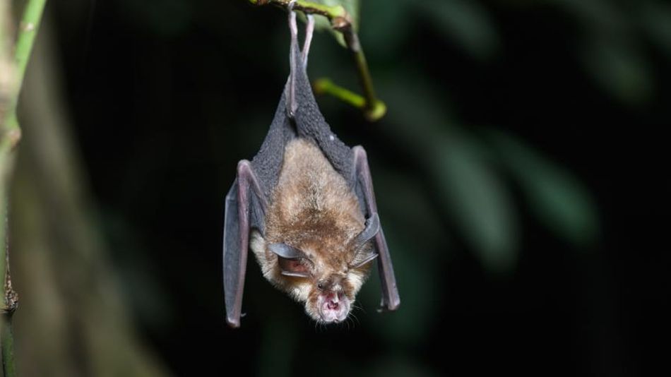 murcielagos virus