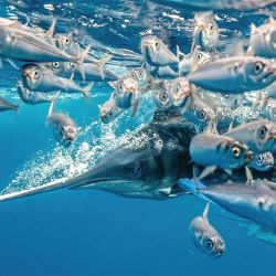 “A striped marlin in a high speed hunt in Mexico” , fotografía ganadora del primer premio en la categoría “Behaviour”. “A striped marlin in a high speed hunt in Mexico”. Fotografía ganadora del primer premio en la categoría “Behaviour”. Foto: Karim Iliya