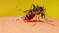 Explosión demográfica de mosquitos