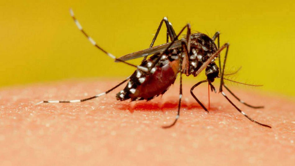 Explosión demográfica de mosquitos