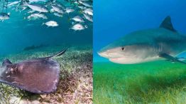 Rayas y tiburones peligro: sus poblaciones disminuyeron un 70 % en los últimos 50 años