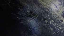 Se trata de una serie de animales estacionarios, similares a las esponjas.