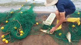 Los anteriores informes indicaban que los pejerreyes eran abundantes, pero de escasa talla.