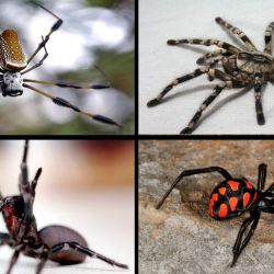 En el mundo existen poco más de 47.000 especies de arañas.