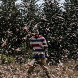 Un agricultor local caminando entre un enjambre de langostas del desierto en Meru, Kenia. - La Organización de las Naciones Unidas para la Agricultura y la Alimentación trabaja con una variedad de empresas de seguridad, logística y vuelos chárter de Kenia que han ampliado sus operaciones para rastrear de cerca los enjambres de langostas en África Oriental, antes de enviar equipos a áreas específicas para rociar los insectos con pesticidas y evitar daños. | Foto:Yasuyoshi Chiba / AFP