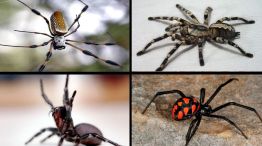 ¿Las arañas son realmente tan peligrosas como parecen?