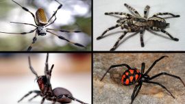 En el mundo existen poco más de 47.000 especies de arañas.