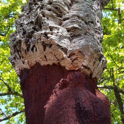 Alcornoque: el árbol del corcho