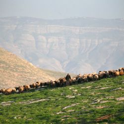 Las ovejas de los beduinos se muestran en la aldea de Humsah al-Baqia en la Cisjordania ocupada por Israel. | Foto:Jaafar Ashtiyeh / AFP