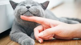 El 20 de febrero, los felinos celebran el Día Internacional del Gato.s c